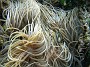 56- L'anemone de mer protege son poisson-clown - Recifs Kouare